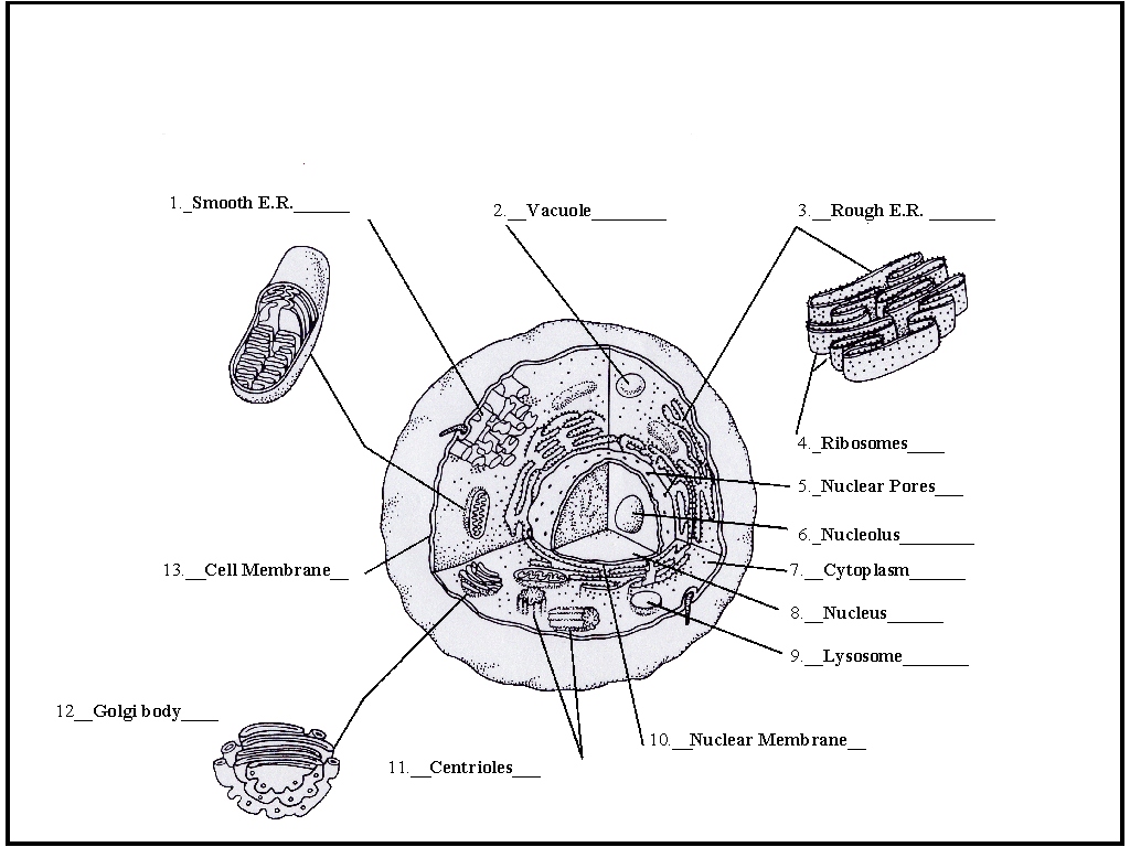 Animal Cell Coloring Worksheet Animal Cell Coloring Worksheet